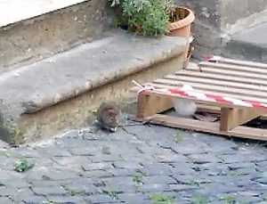 Viterbo - Sporcizia in zona Cunicchio