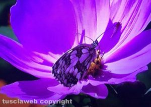 Mimetizzazione floreale...