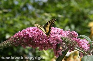 La farfalla fotografata da Montanari