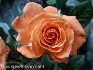 La magia delle rose
