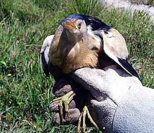 Terracina - Il tarabusino salvato
