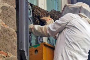 Montefiascone - Sciame di api in via Malatesta
