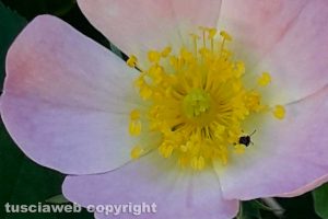 Viterbo - Una rosa canina