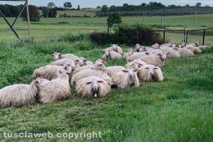 Viterbo - Un gregge di pecore
