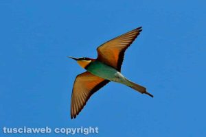 Ischia di Castro - Un gruccione