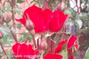 Viterbo - Rose di maggio