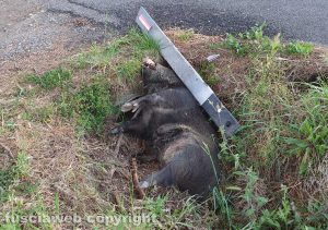 Viterbo - Cinghiale in strada Pian del Cerro