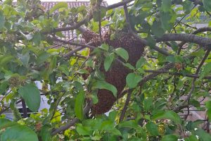 Montefiascone - Lo sciame di api in via Isonzo