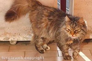 La gatta Nina