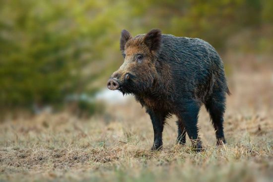 Un cinghiale