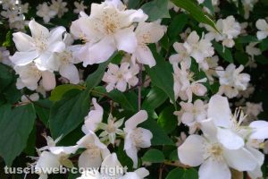 Philadelphus