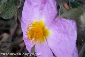 Rosa canina