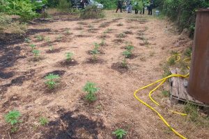 Grotte Santo Stefano - Carabinieri - Coltivazione di marijuana