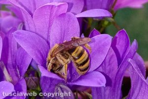Fiori di campanula con ape