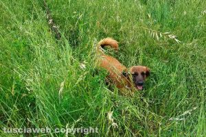 Montefiascone - L'erba alta e un cane al dog park