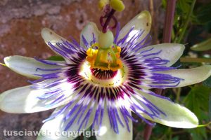 Passiflora