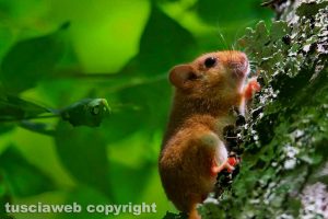 Farnese - Un piccolo moscardino