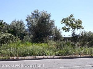 Viterbo - Erbacce sul marciapiedi della Teverina