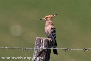 I colori della natura