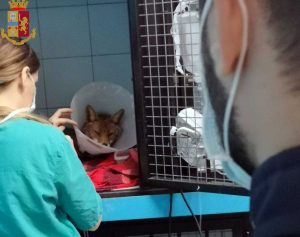 Roma - Polizia - La volpe salvata