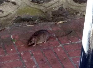 Ratti nel centro storico di Montalto di Castro