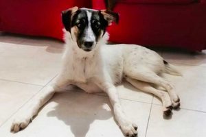 Vetralla - Il cane che vaga da giorni