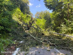 Ronciglione - Albero cade sulla strada
