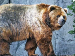Orso dell'Alaska
