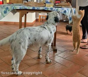 Un cane e un gatto in cerca di cibo