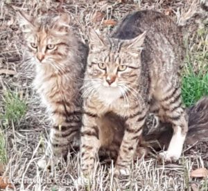 Puffola e Macchietta