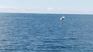 Delfini avvistati a Montalto