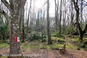 La riserva naturale Selva del Lamone