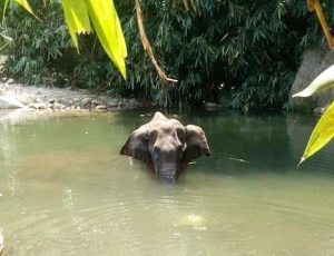 Malappuram - L'elefantessa morta per aver mangiato un ananas imbottito di petardi
