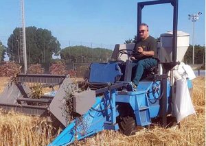 Tarquinia - Trebbiatura della prova nazionale di frumento duro biologico