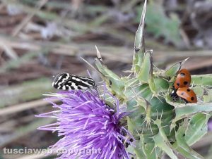 Farfalla e coccinelle su fiore di cardo