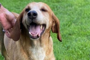 Sutri - Il cane trovato