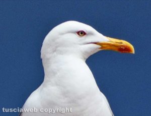 Gabbiano sul lago di Bolsena