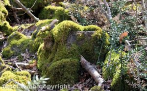 Visita alla Riserva Naturale Selva del Lamone