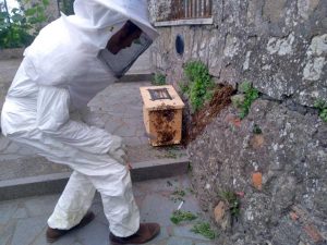 Montefiascone - Lo sciame di api nella stradina tra via Indipendenza e il piazzale della cripta di Santa Lucia - L'intervento dell'apicoltore