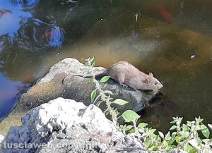 Viterbo - Topi nel laghetto di pratogiardino Lucio Battisti