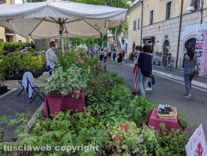Bolsena - Festa delle ortensie 2020