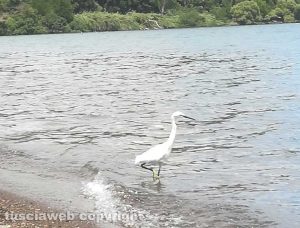 Airone del lago di Bolsena