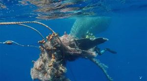 Filicudi - Capodoglio intrappolato con la coda in una rete da pesca illegale