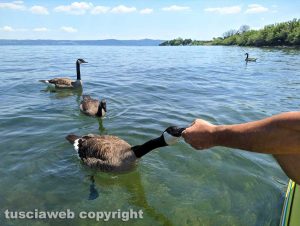 Oche canadesi nel lago di Bolsena