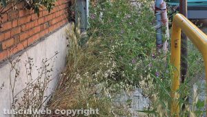 Viterbo - Erbacce e incuria in via Monte Zebio