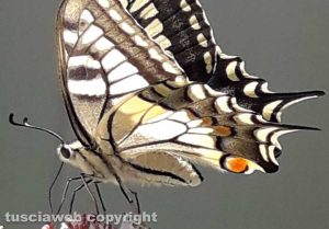 Macaone su fiore di sambuco