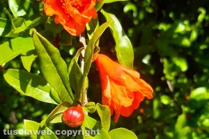 Melograno in fiore