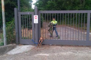 Montefiascone - Capriolo rimane incastrato in un cancello in via Cardinal Salotti - L'intervento dell'Asvom Odv