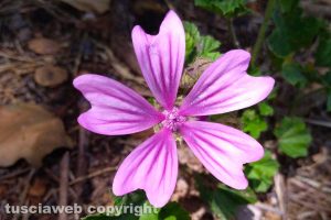 Malva