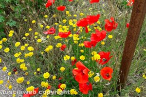 Fiori campestri